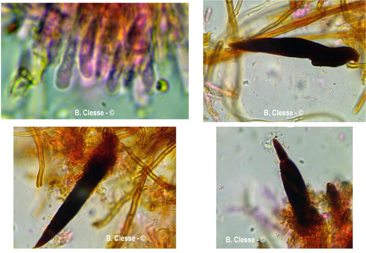 Hydnoporia tabacina (Hymenochaete tabacina, Pseudochaete tabacina)