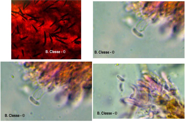 Hydnoporia tabacina (Hymenochaete tabacina, Pseudochaete tabacina)
