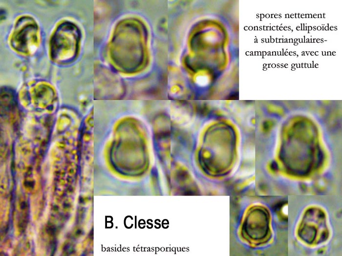 Hygrocybe mucronella