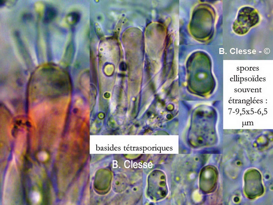 Hygrocybe mucronella