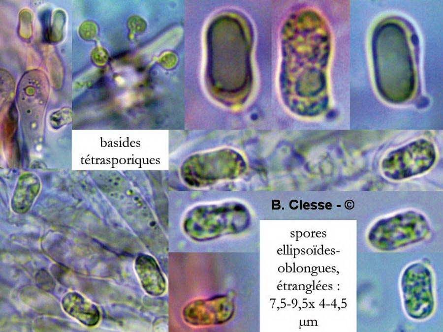 Hygrocybe quieta