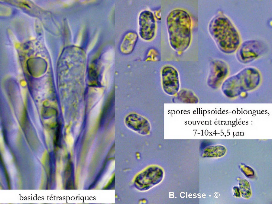 Hygrocybe quieta