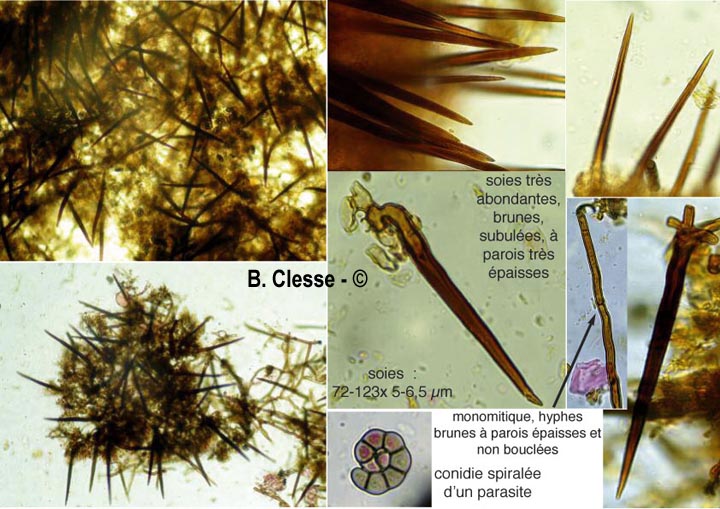 Hymenochaete cinnamomea