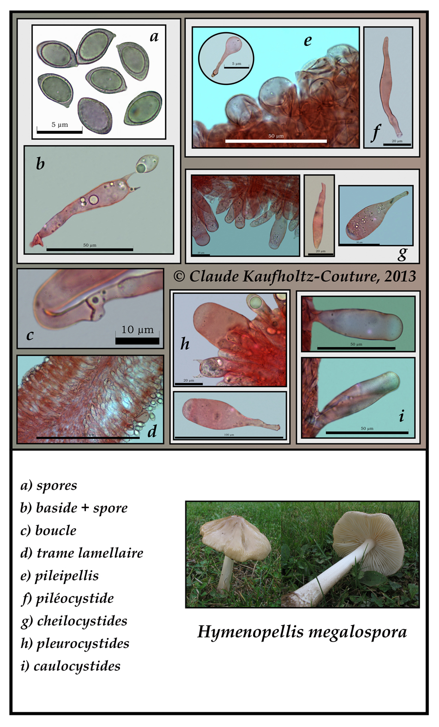 Hymenopellis megalospora