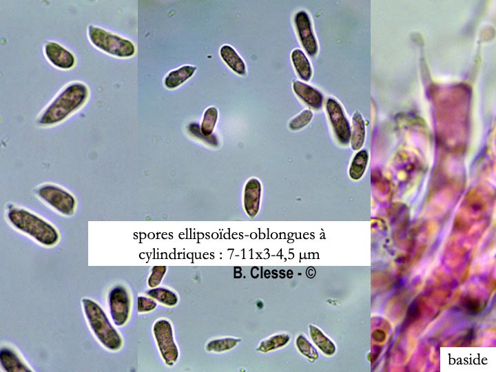 Hyphoderma setigerum (Peniophora setigera)