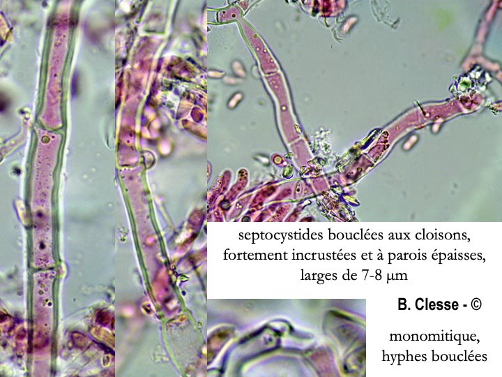 Hyphoderma setigerum (Peniophora setigera)