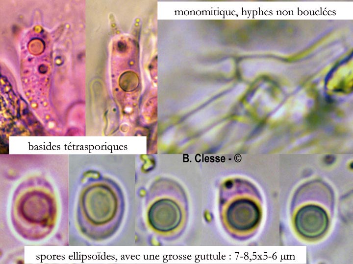 Hyphodermella corrugata