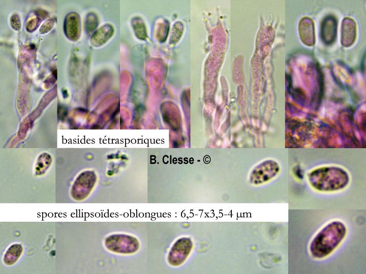 Hyphodermella densa