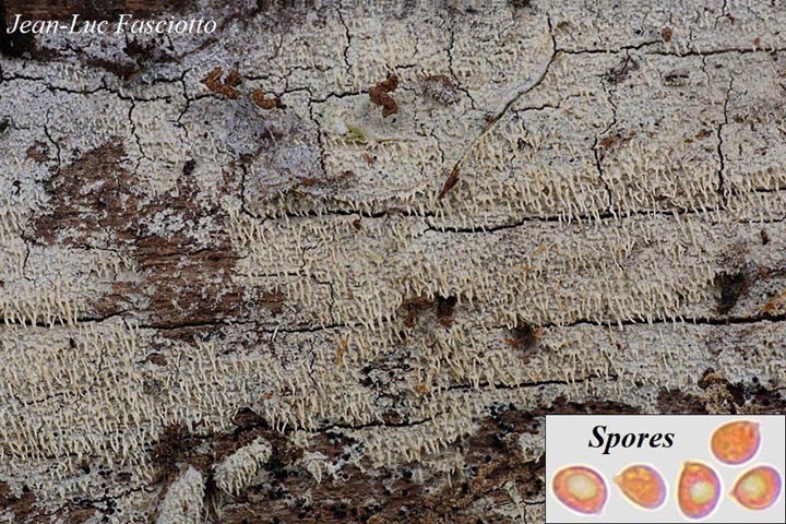 Hyphodontia arguta