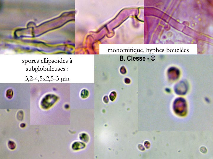 Hyphodontia pallidula