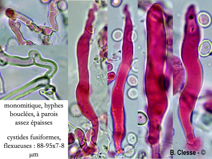 Hypochnicium erikssonii