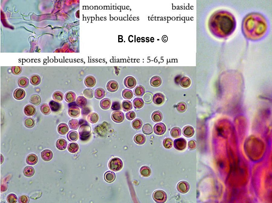 Hypochnicium subrigescens