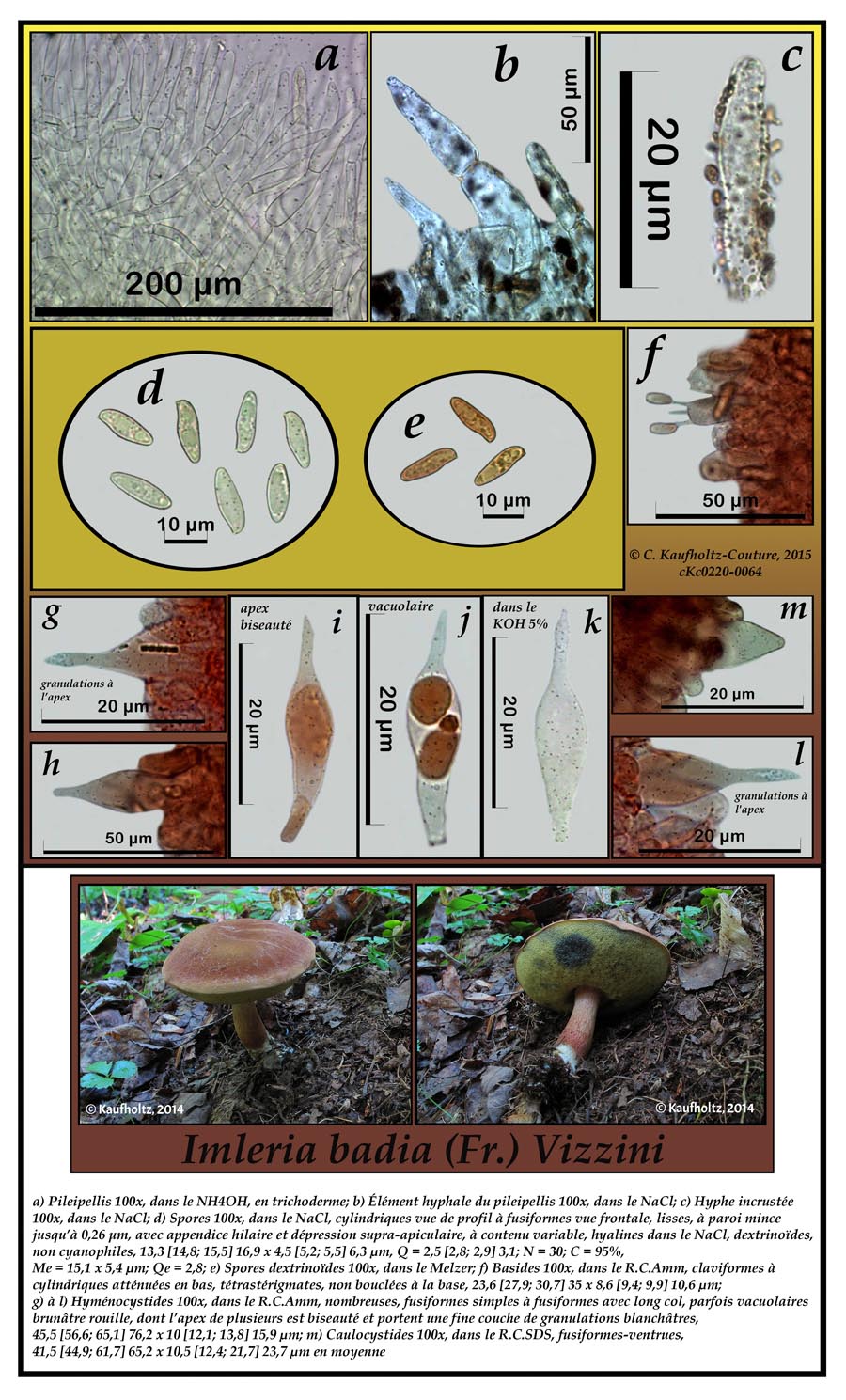 Imleria badia (Boletus badius)