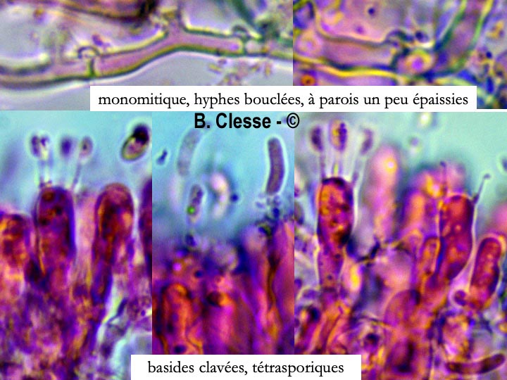 Kneiffiella subalutacea