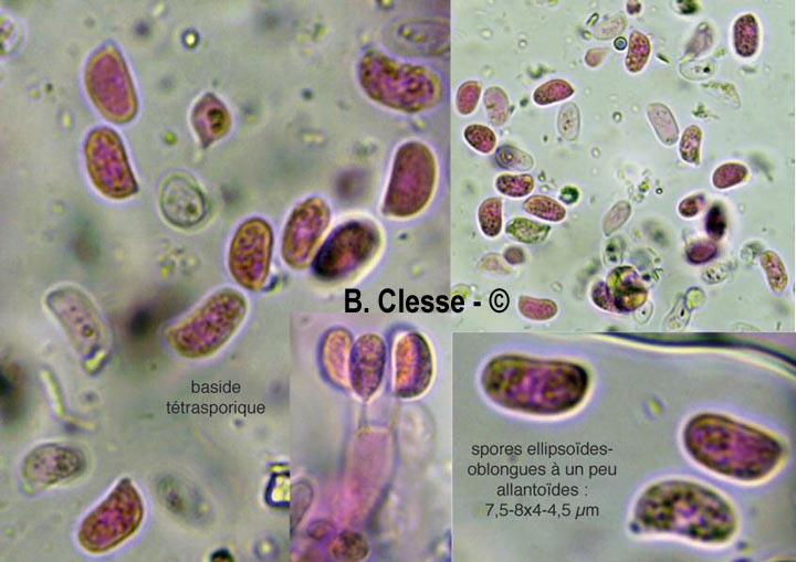 Kurtia argillacea (Hyphoderma argillaceum)