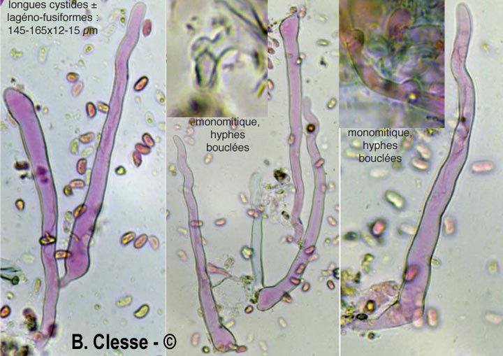Kurtia argillacea (Hyphoderma argillaceum)