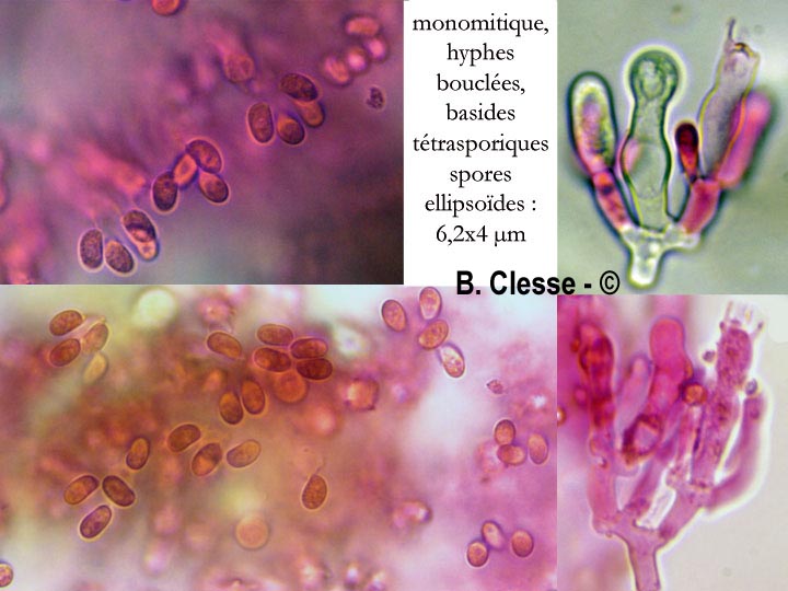 Kurtia argillacea (Hyphoderma argillaceum)