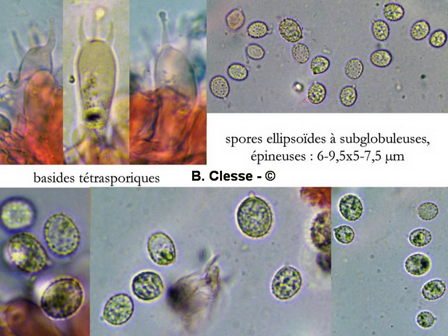 Laccaria affinis