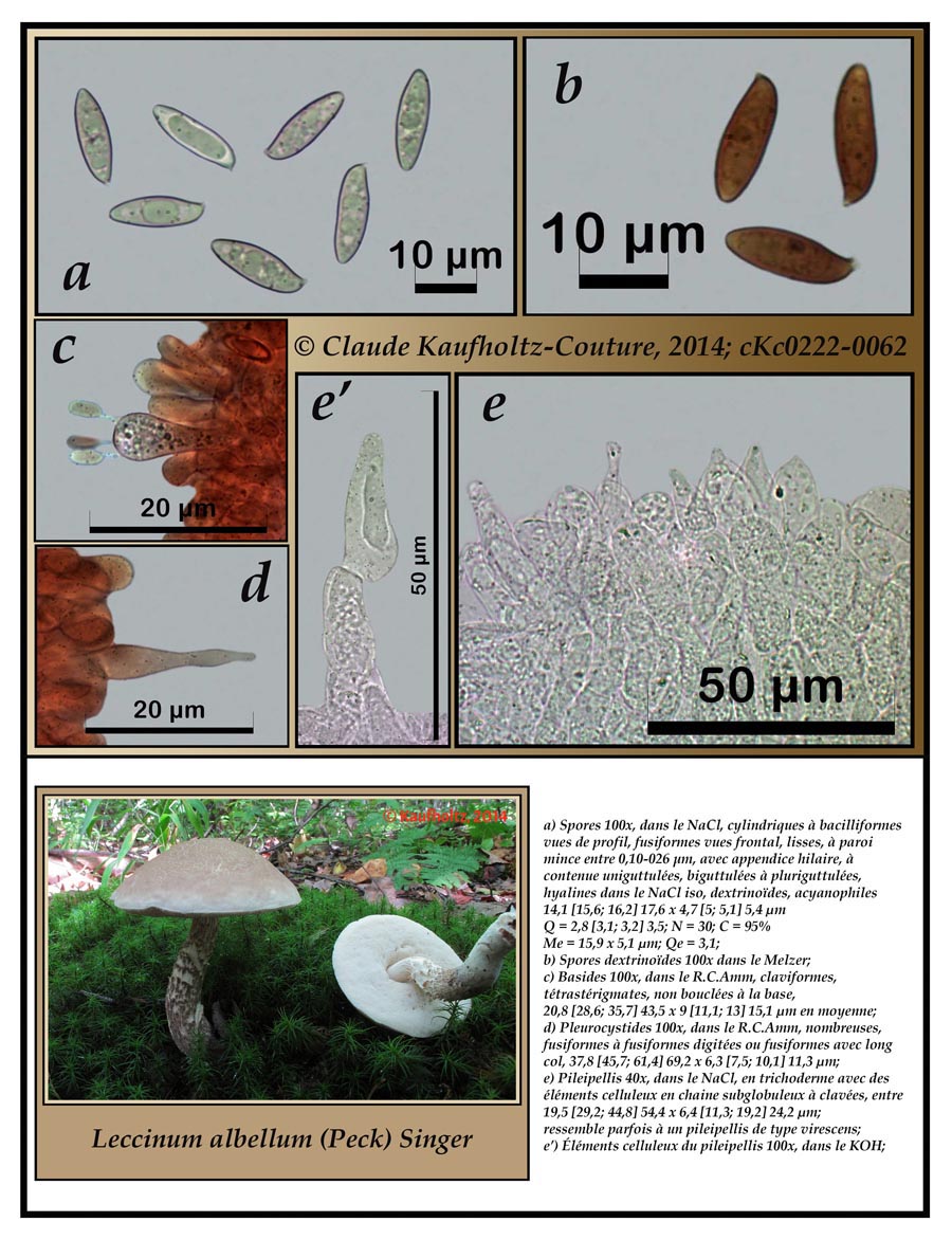 Leccinum albellum