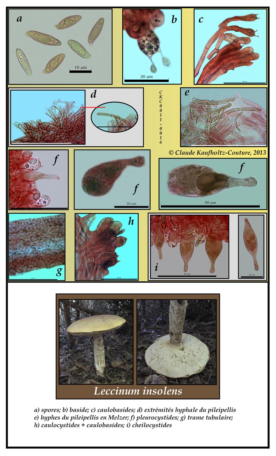 Leccinum insolens