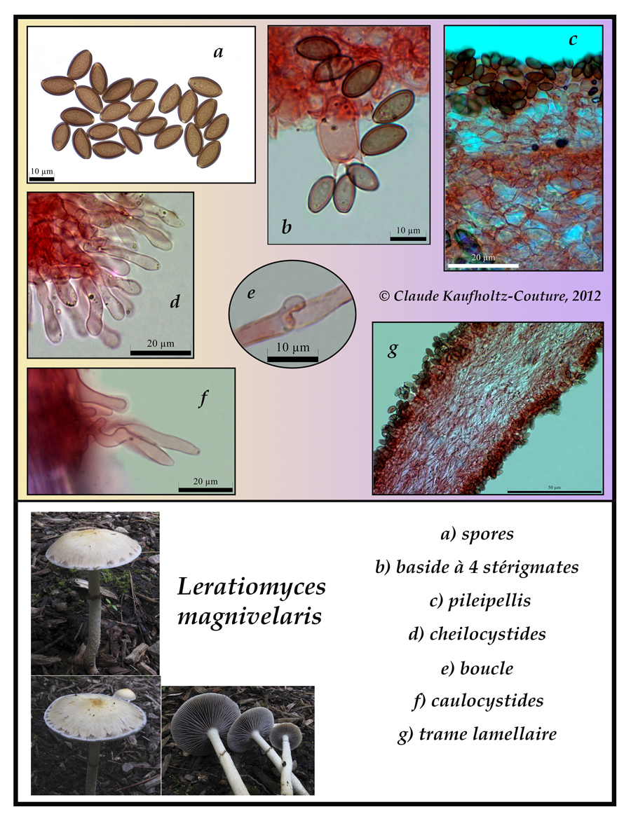 Leratiomyces magnivelaris