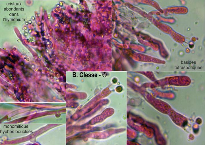 Lyomyces sambuci (Xylodon sambuci, Rogersella sambuci)