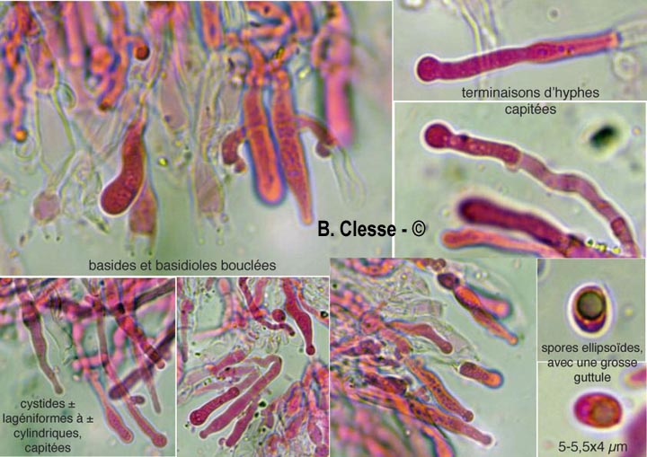 Lyomyces sambuci (Xylodon sambuci, Rogersella sambuci)