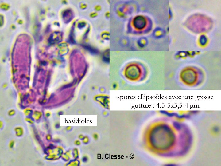 Lyomyces sambuci (Xylodon sambuci, Rogersella sambuci)