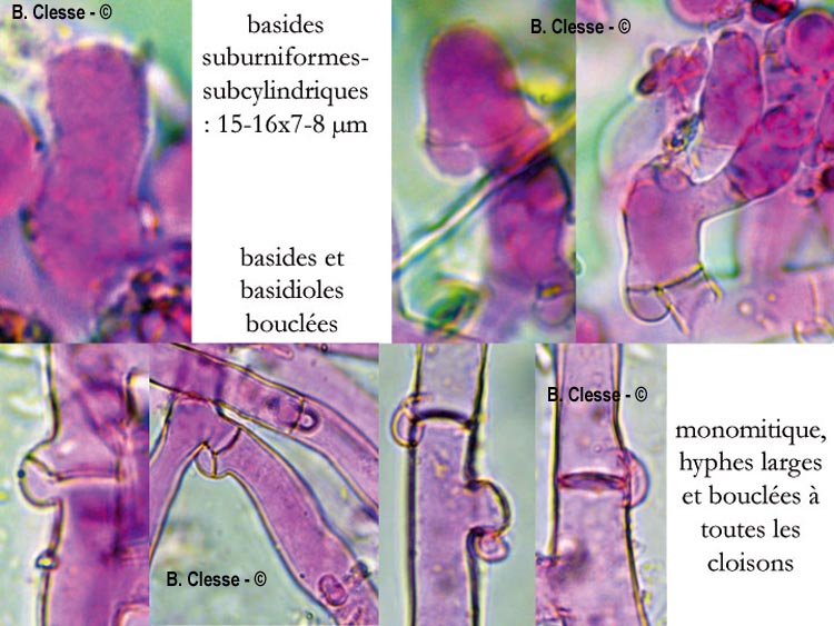 Botryobasidium subcoronatum