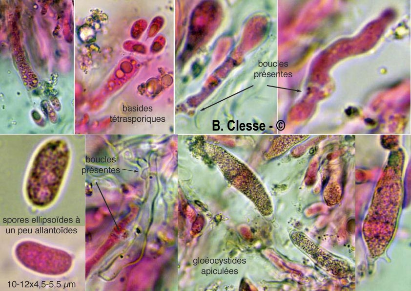 Megalocystidiatum luteocystidiatum