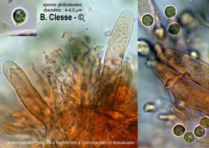 Mycostilla vermiformis (Stypella vermiformis)