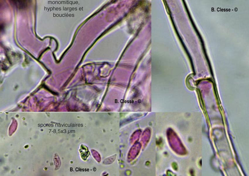 Botryobasidium subcoronatum