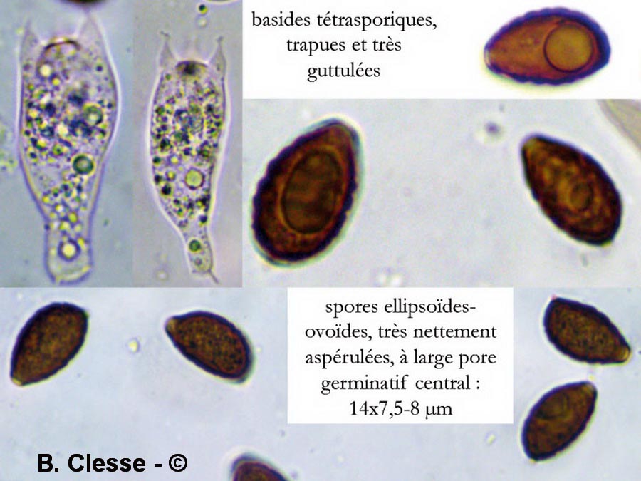 Panaeolina foenisecii (Panaeolus foenisecii)