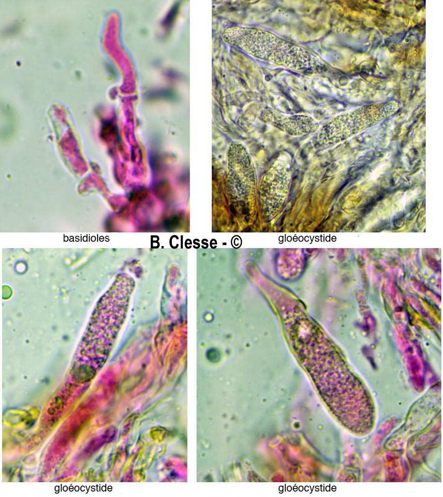 Peniophora nuda