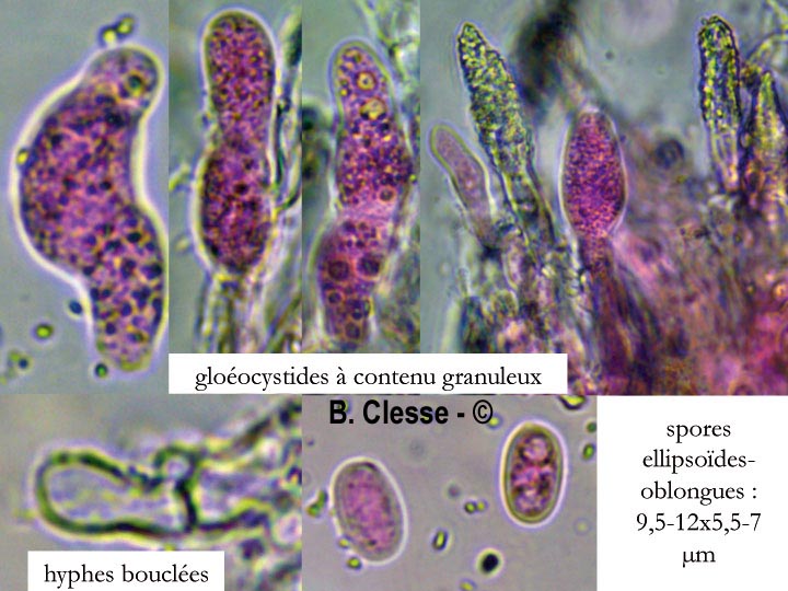 Peniophora proxima