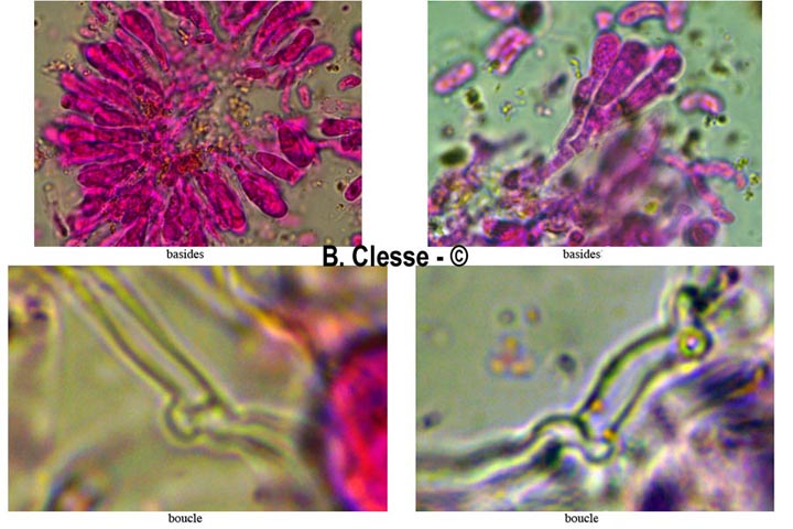 Peniophorella pallida (Hyphoderma pallidum)