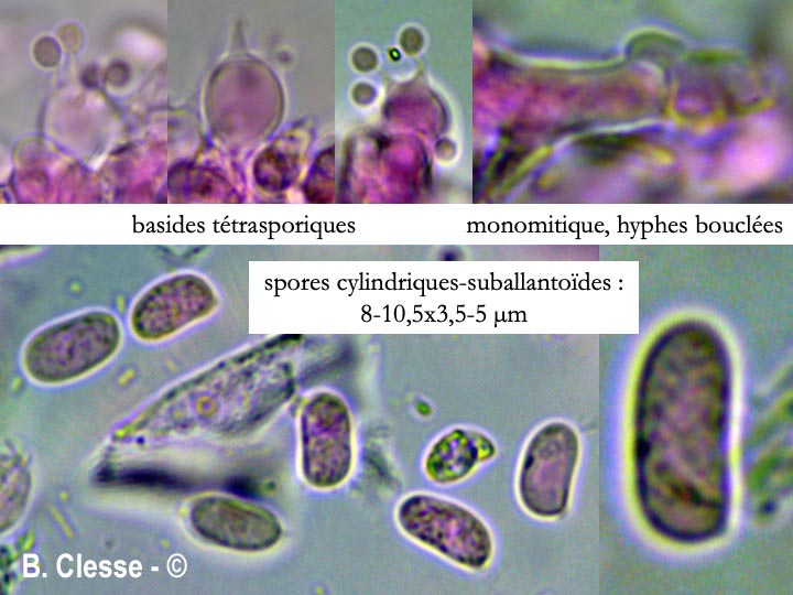 Peniophorella praetermissa (Hyphoderma praetermissum)