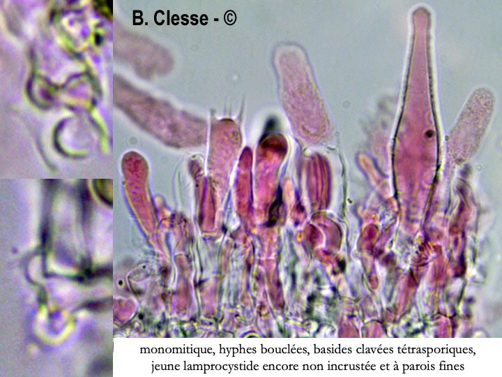Peniophorella pubera