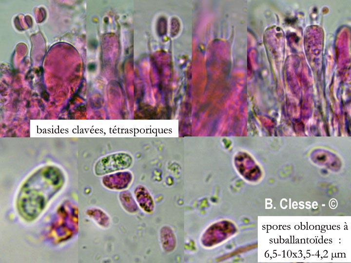 Peniophorella pubera (Hyphoderma puberum)