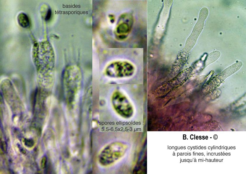 Phanerochaete velutina