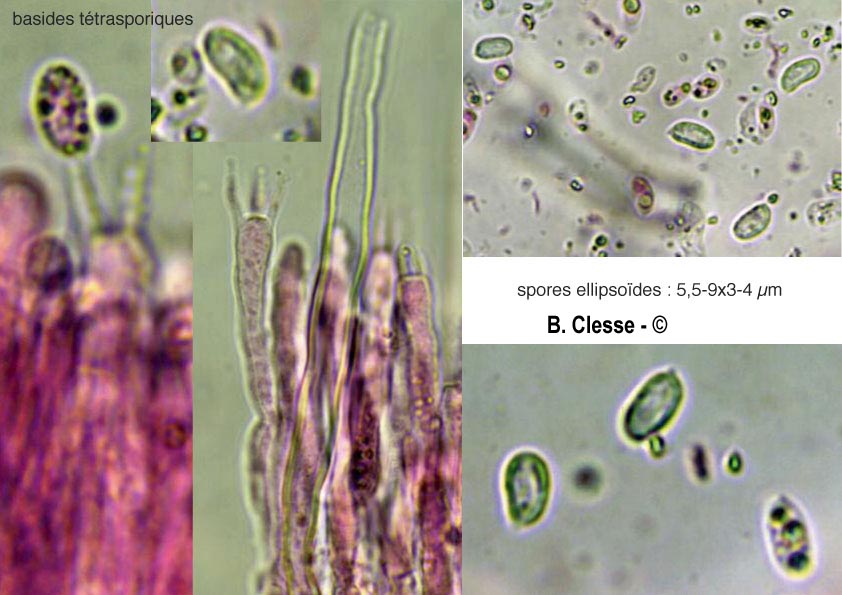 Phanerochaete velutina