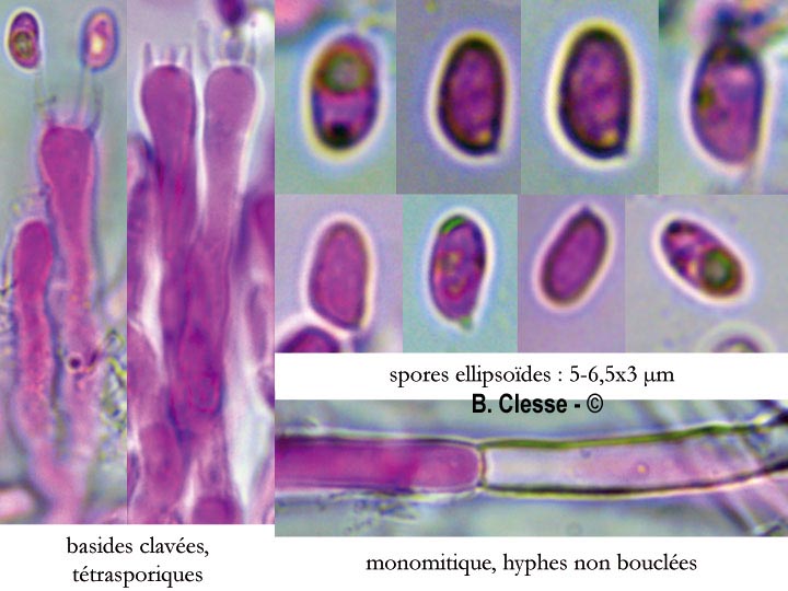 Phanerochaete velutina