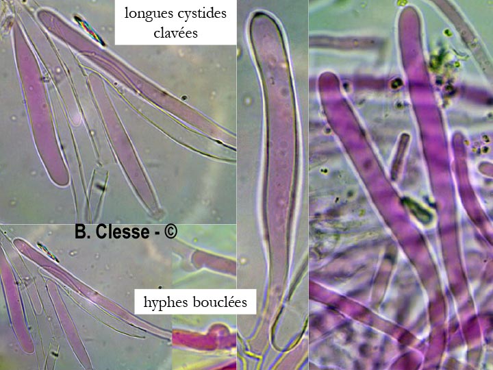 Phlebia radiata (Phlebia merismoides)