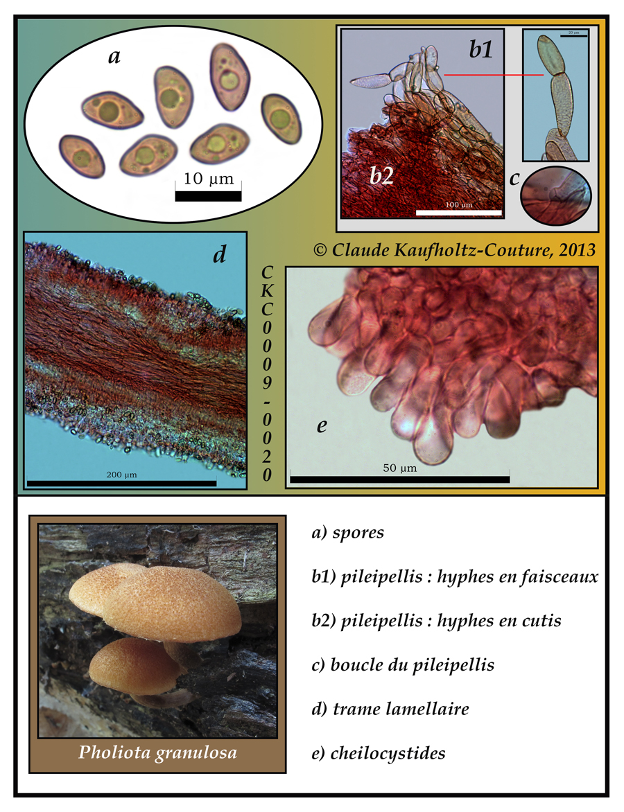 Pholiota granulosa