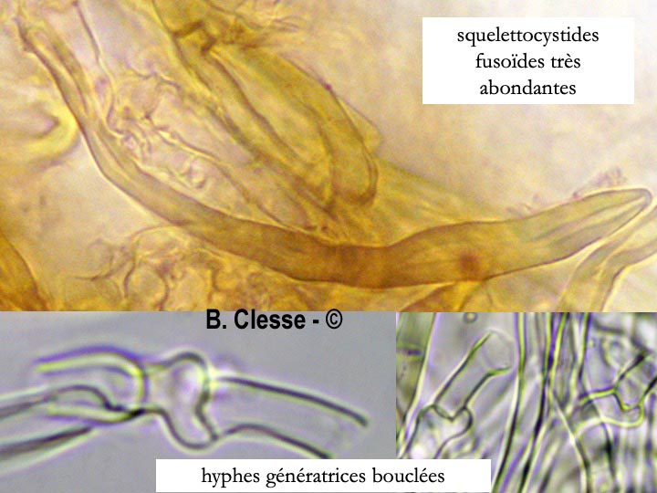 Porostereum spadiceum (Lopharia spadicea)