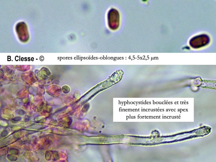 Amphinema byssoides