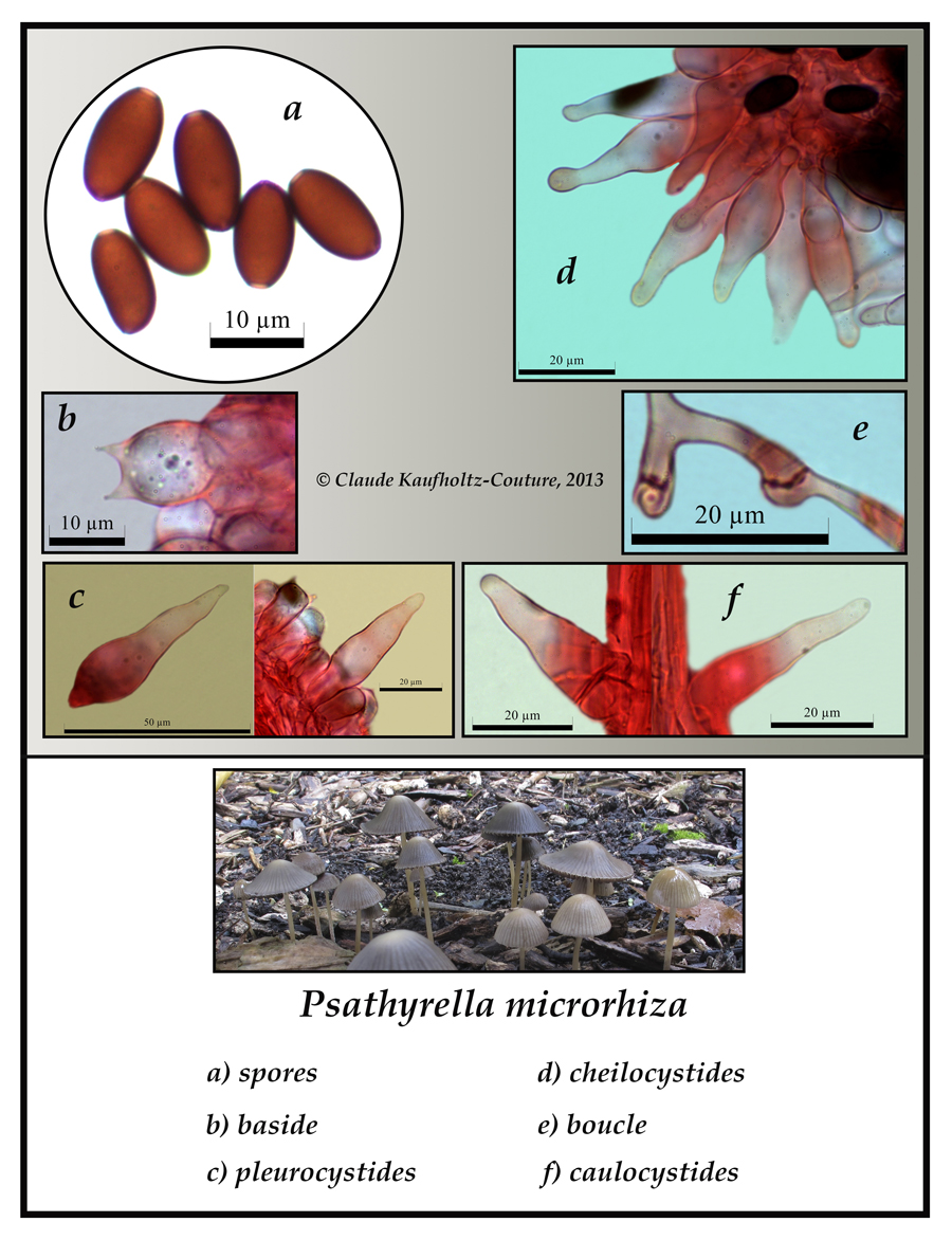 Psathyrella microrhiza