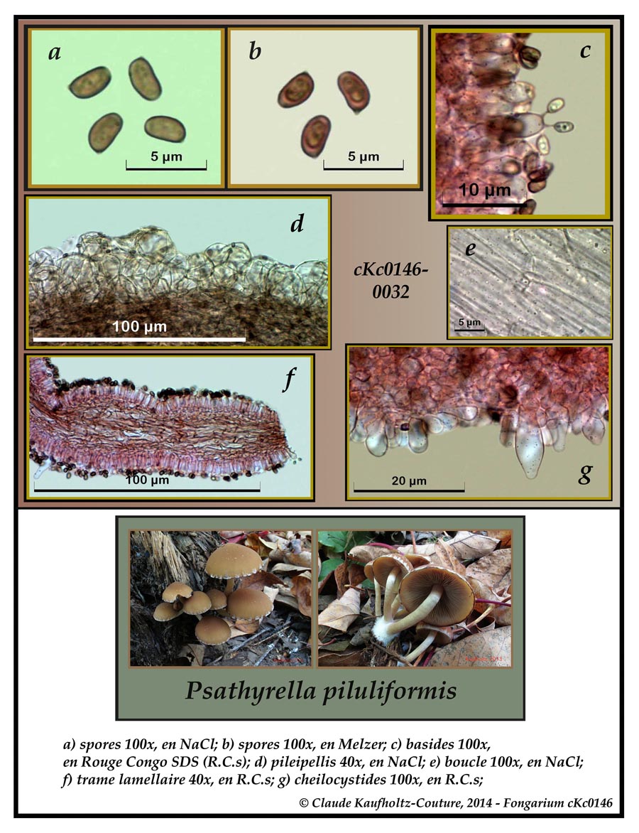 Psathyrella piluliformis (Psathyrella laevissima)