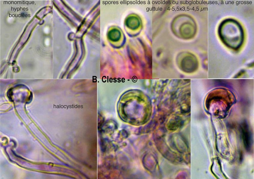 Radulomyces molaris (Cerocorticium molare)