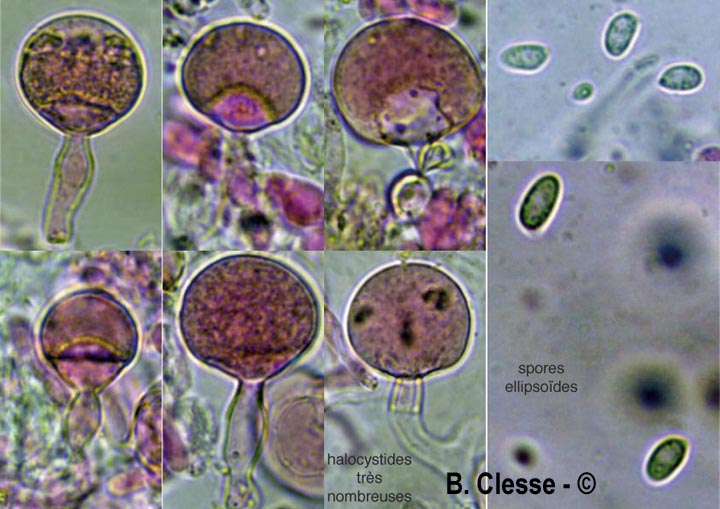 Resinicium bicolor